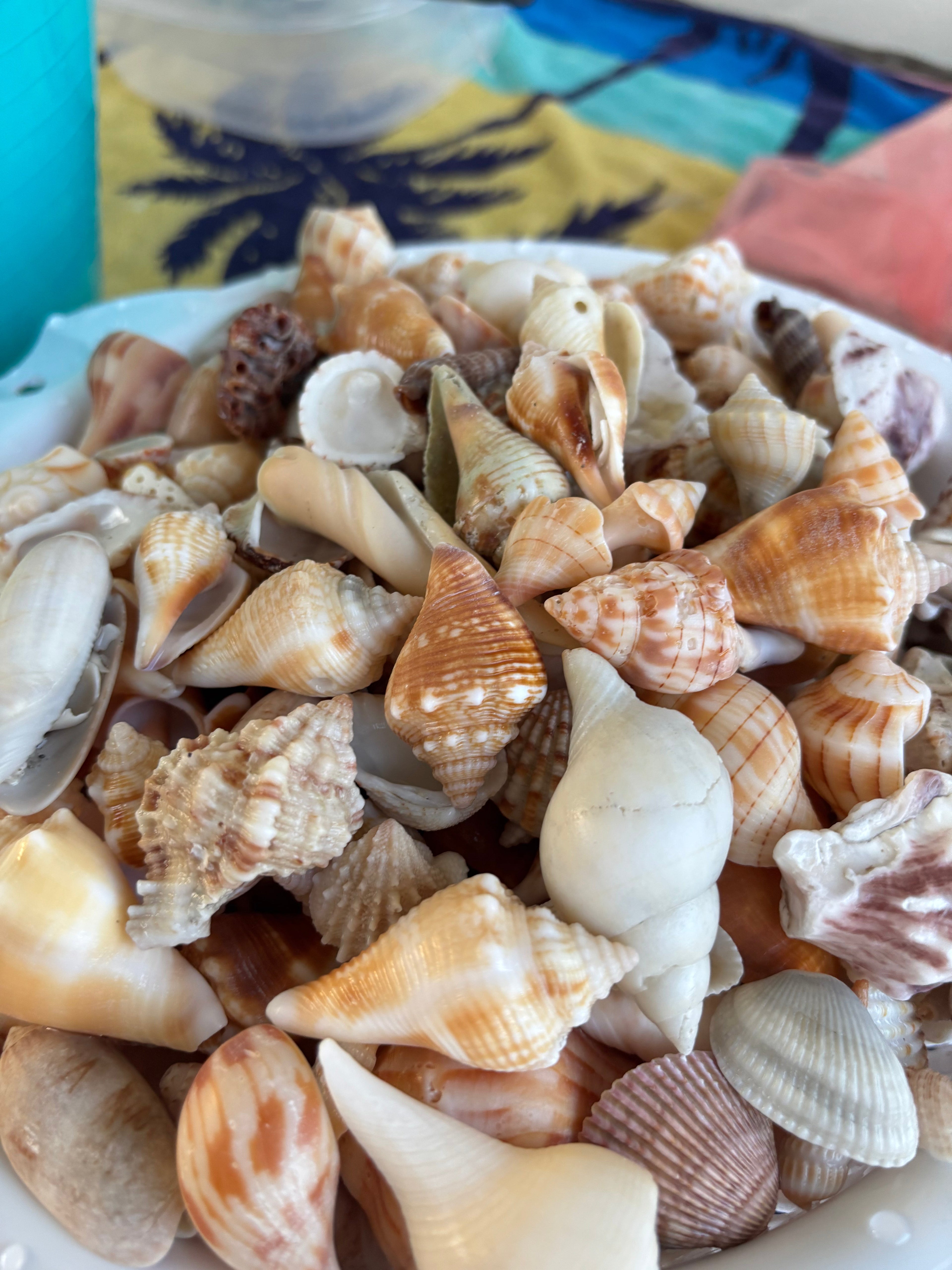 Shoreline Keepsakes Shell Collection