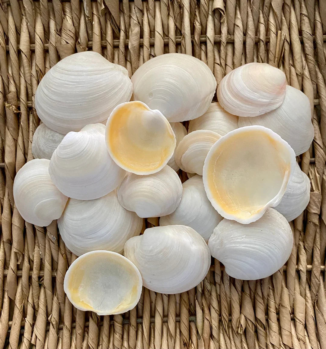 Buttercup Shell Necklaces