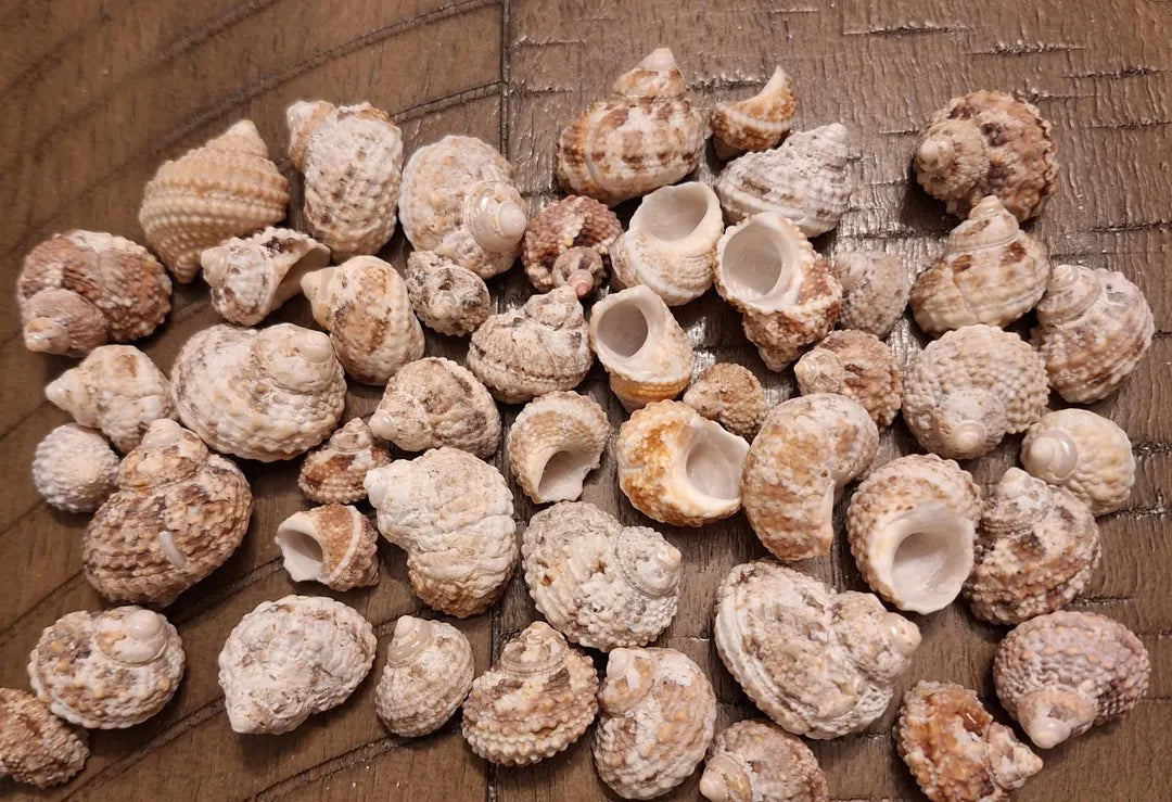 Turban Shell Necklaces
