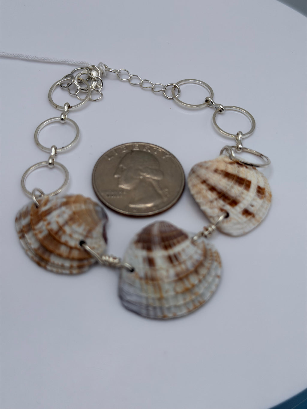 Beachy Calico Natural Florida Scallop Shell Bracelet — 6.5 Inch