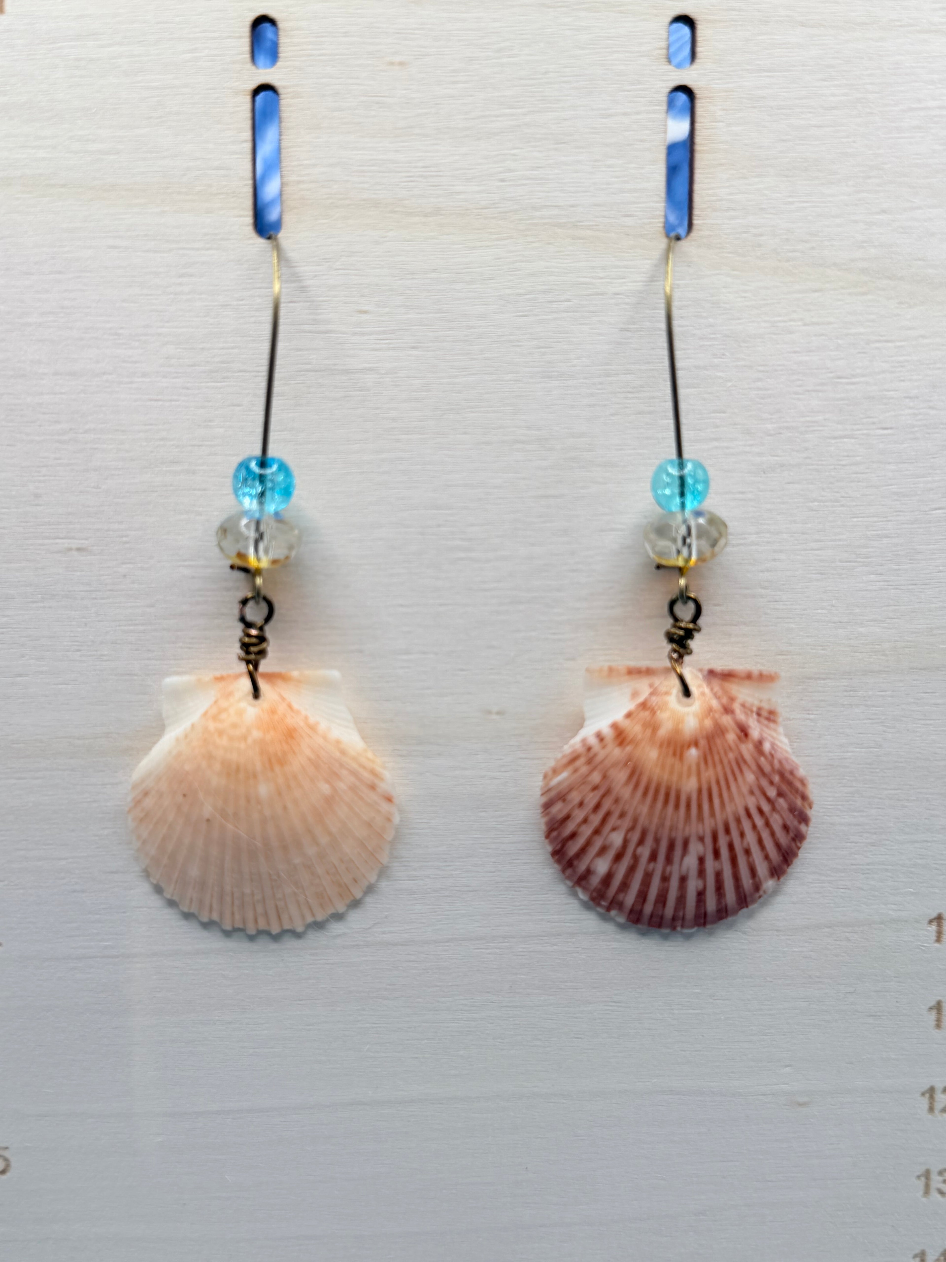 Pair of calico scallop shell earrings on display board showing full drop