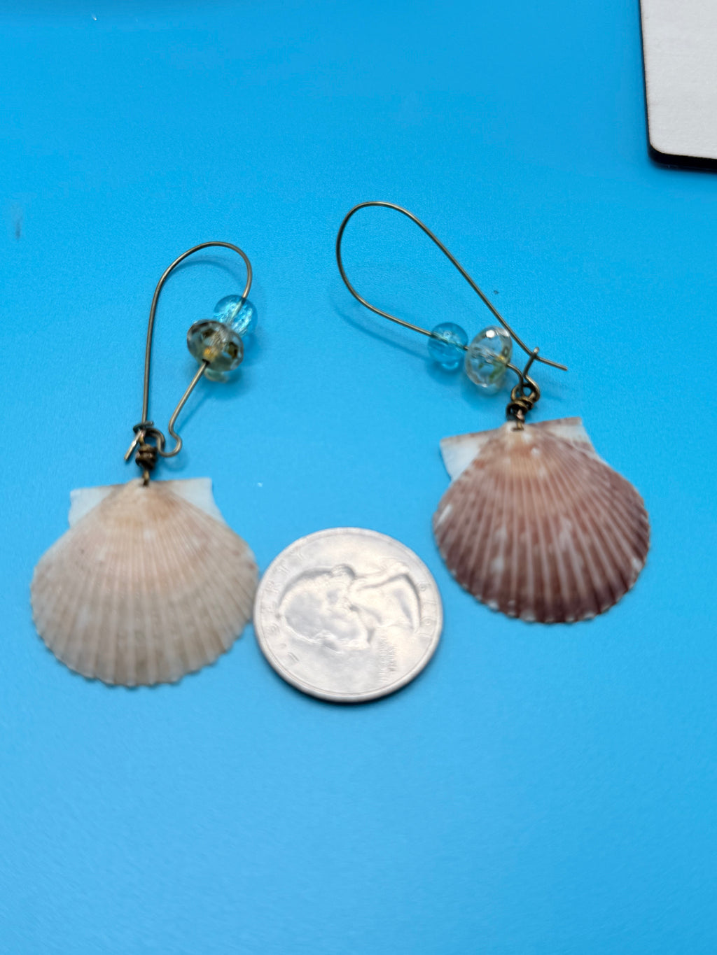 Pair of calico scallop shell earrings on blue background with quarter for scale