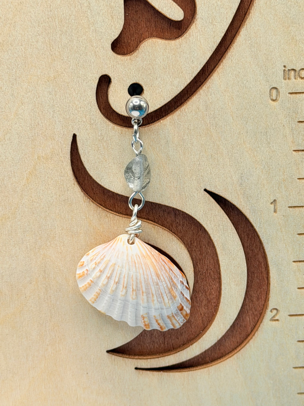 Cardita shell earring on display board side view
