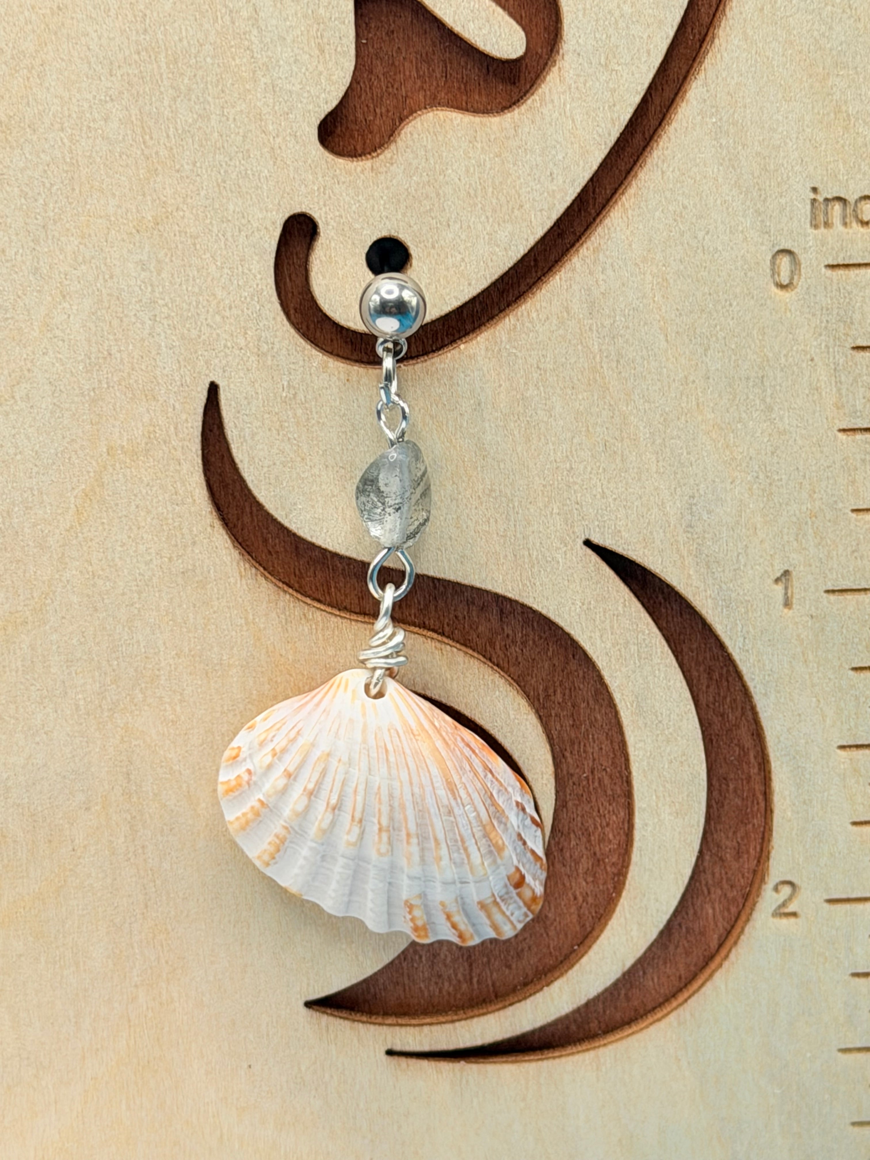 Cardita shell earring on display board side view