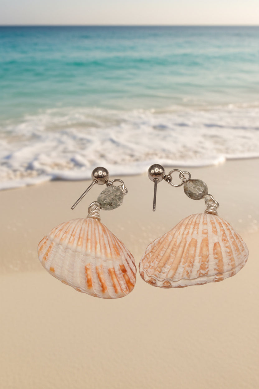 Cardita shell earrings front view