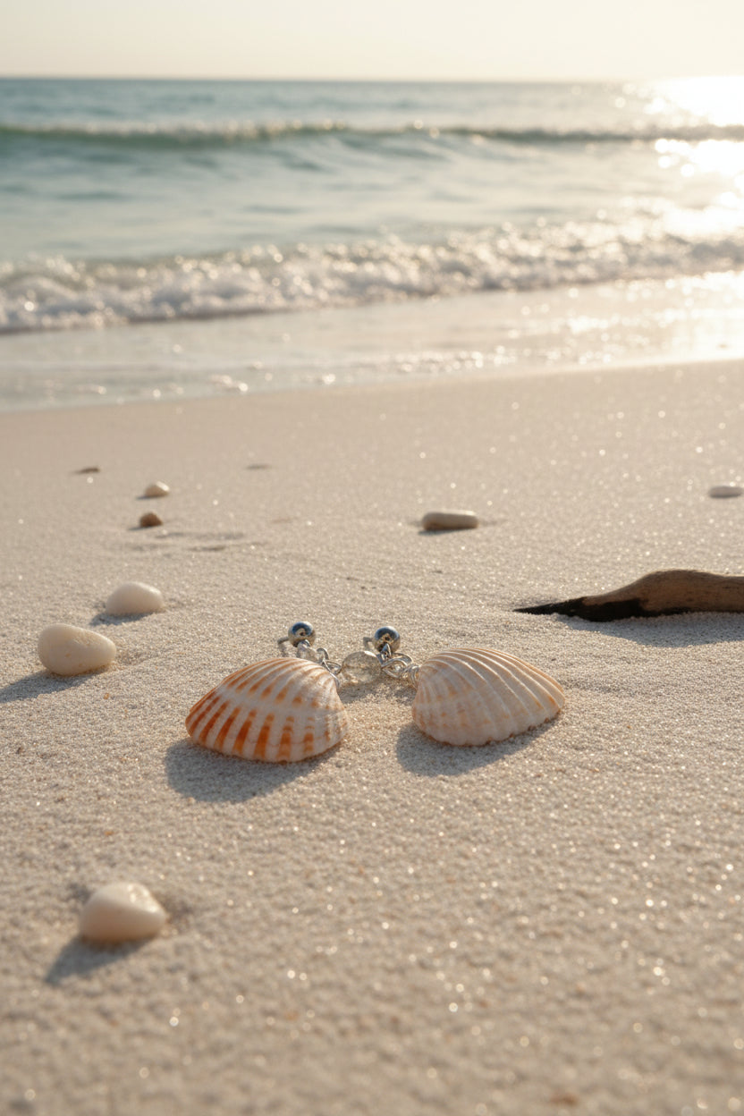 Cardita shell earrings with quarter for scale