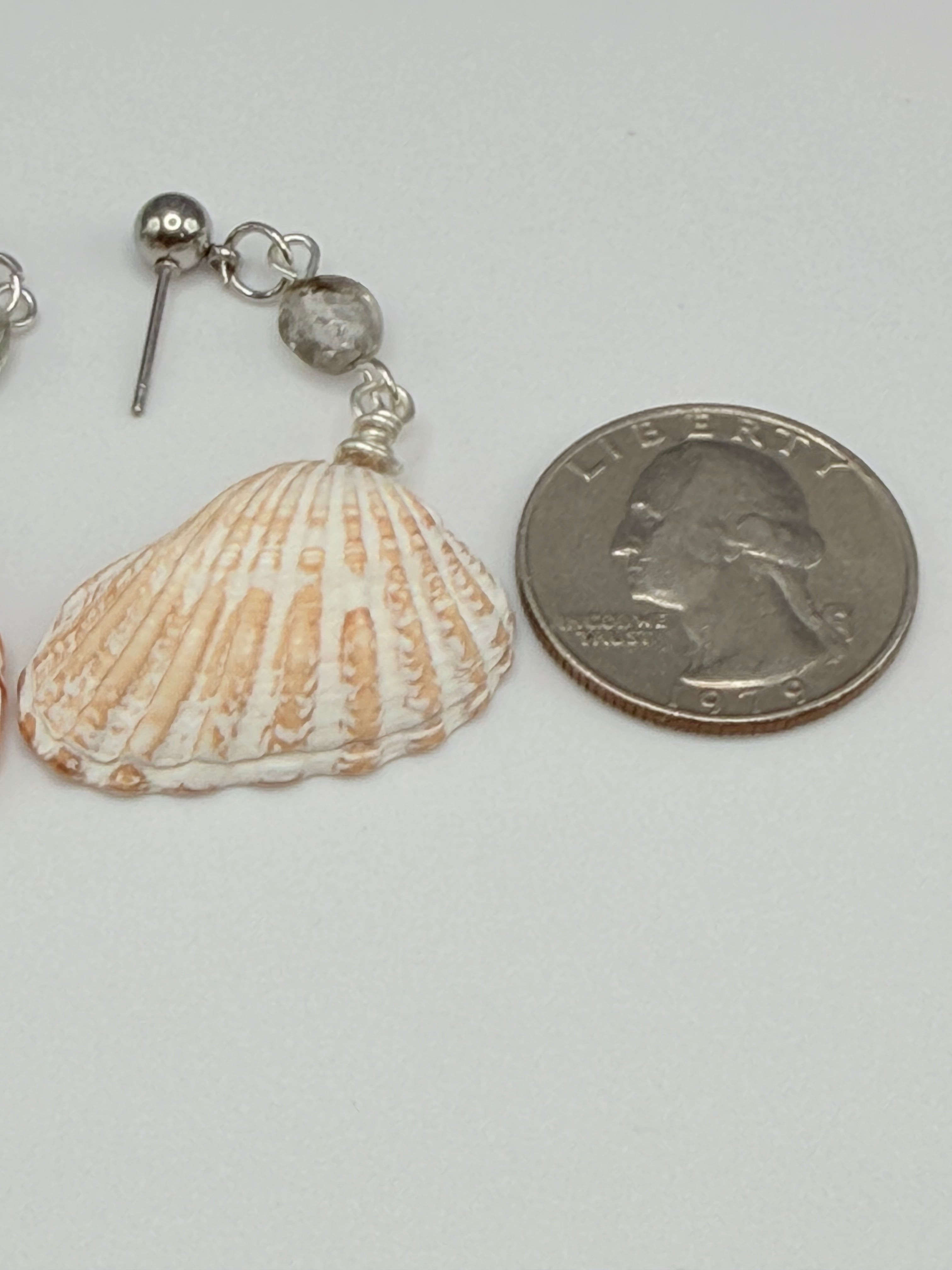 Cardita shell earrings on gold display stand