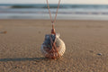 Seaside Sunset Scallop