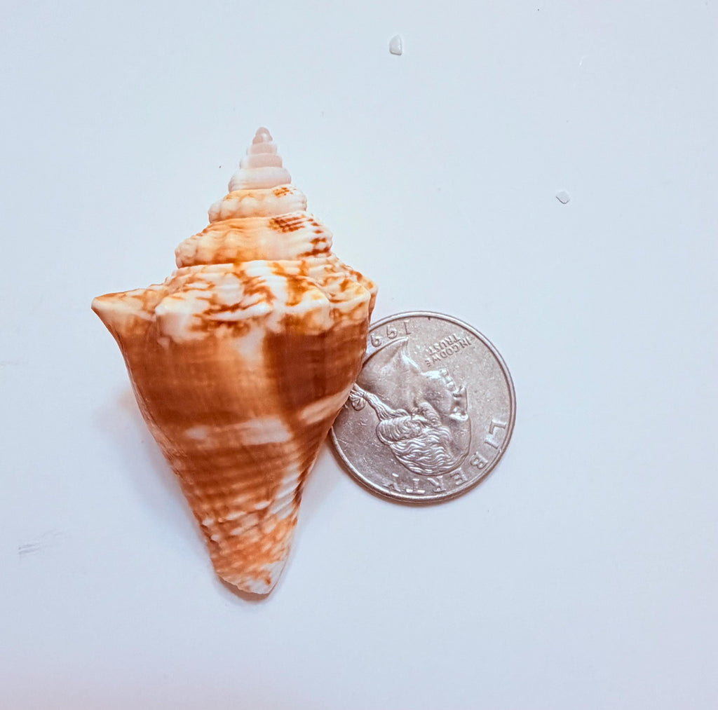 12 Natural Handpicked Florida Fighting Conch Seashells
