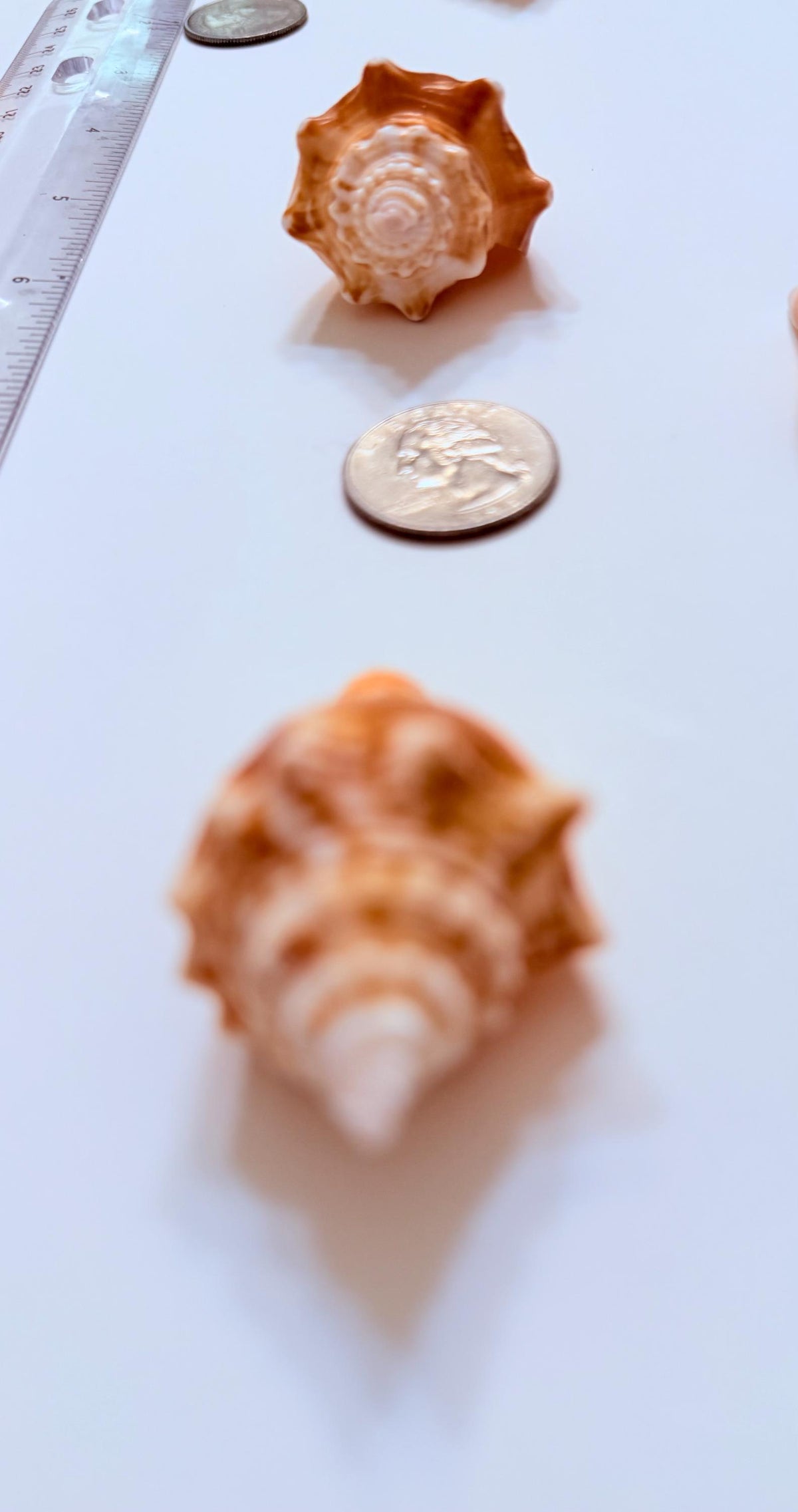 12 Natural Handpicked Florida Fighting Conch Seashells