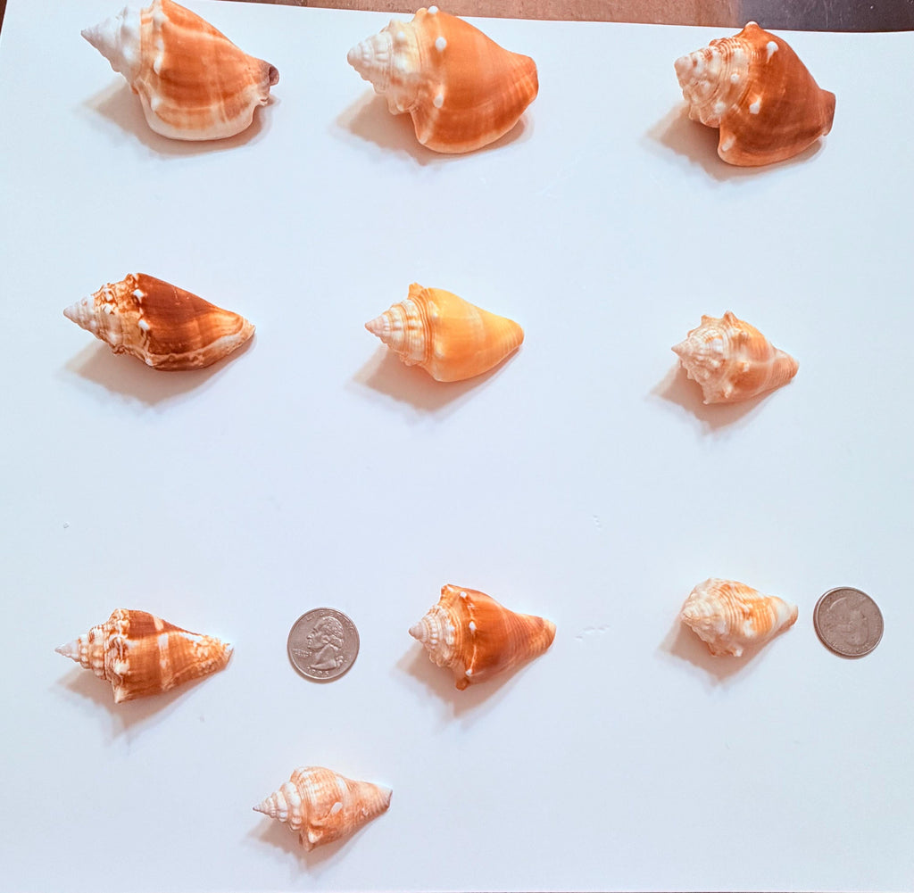 12 Natural Handpicked Florida Fighting Conch Seashells