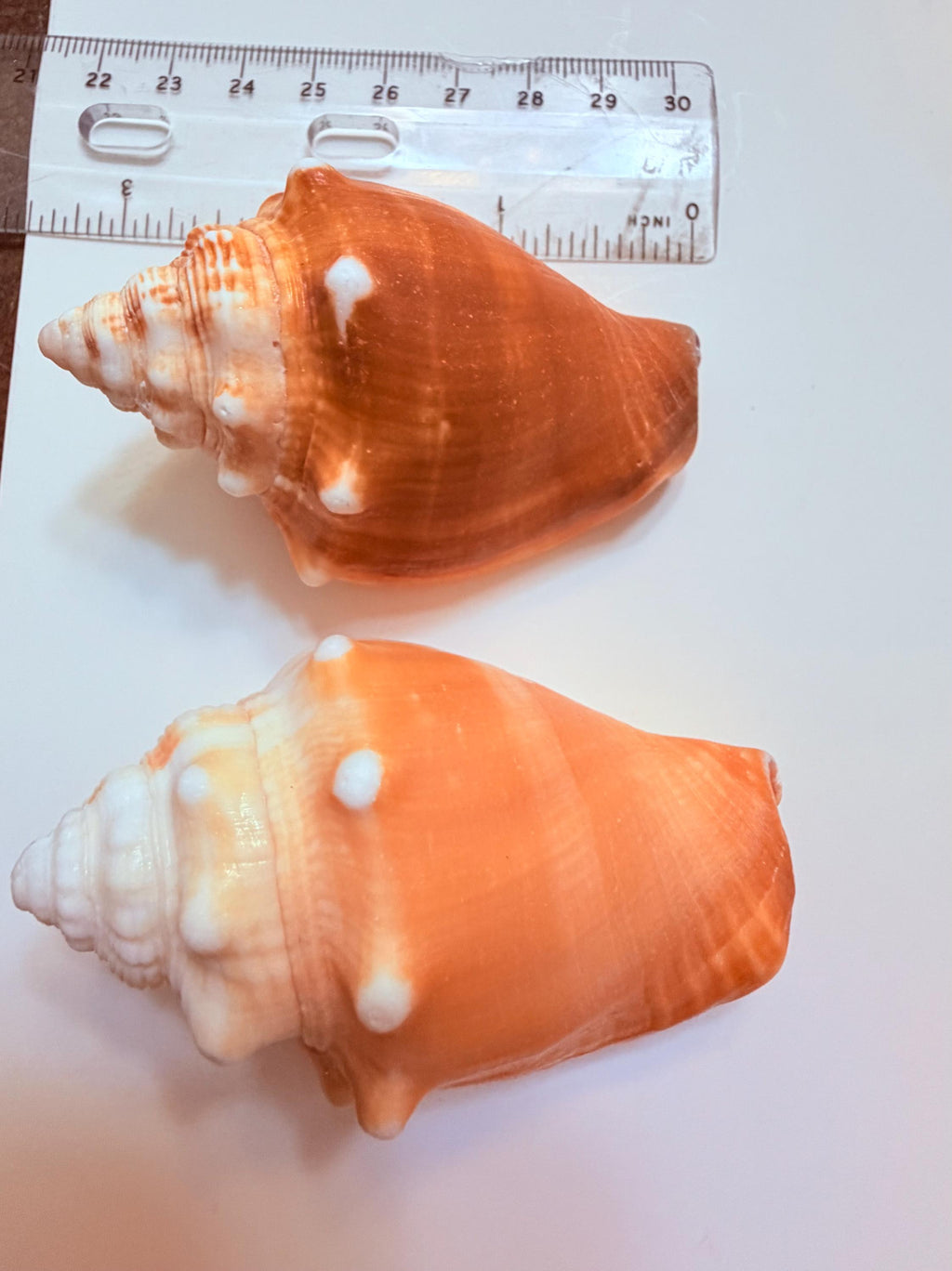 12 Natural Handpicked Florida Fighting Conch Seashells