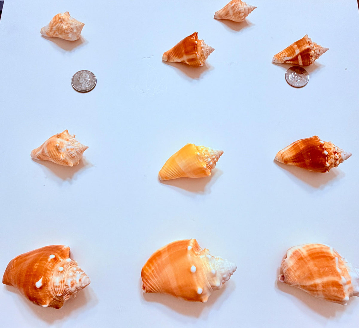 12 Natural Handpicked Florida Fighting Conch Seashells