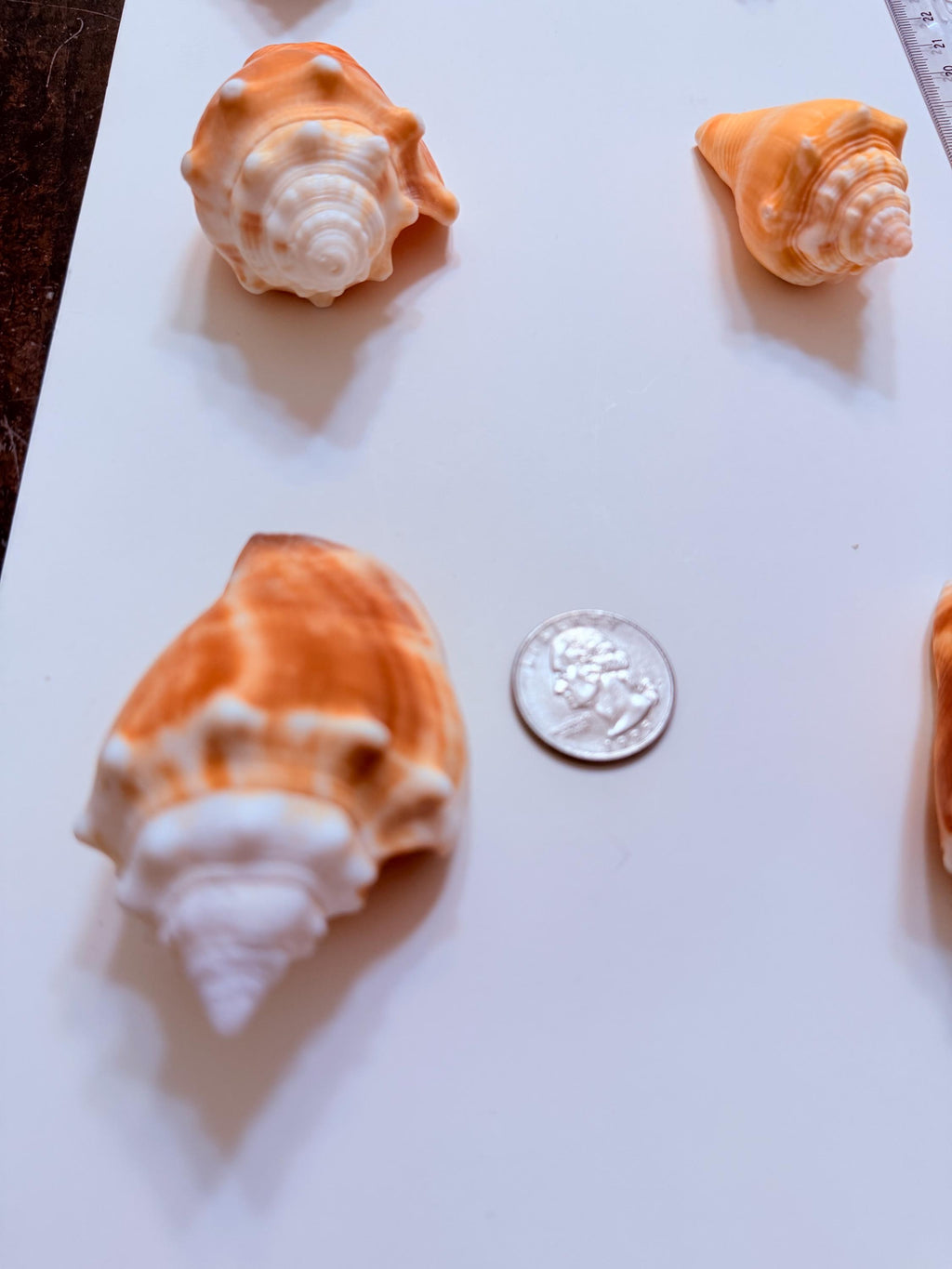 12 Natural Handpicked Florida Fighting Conch Seashells