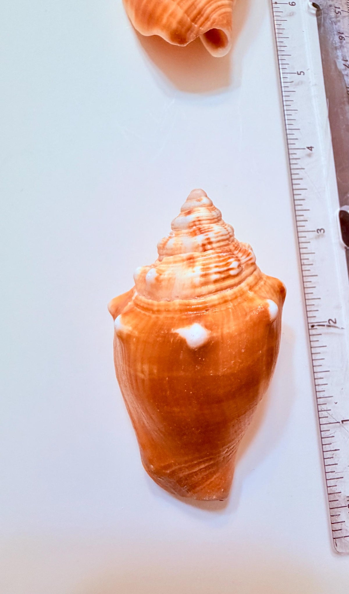 12 Natural Handpicked Florida Fighting Conch Seashells