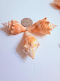 12 Natural Handpicked Florida Fighting Conch Seashells
