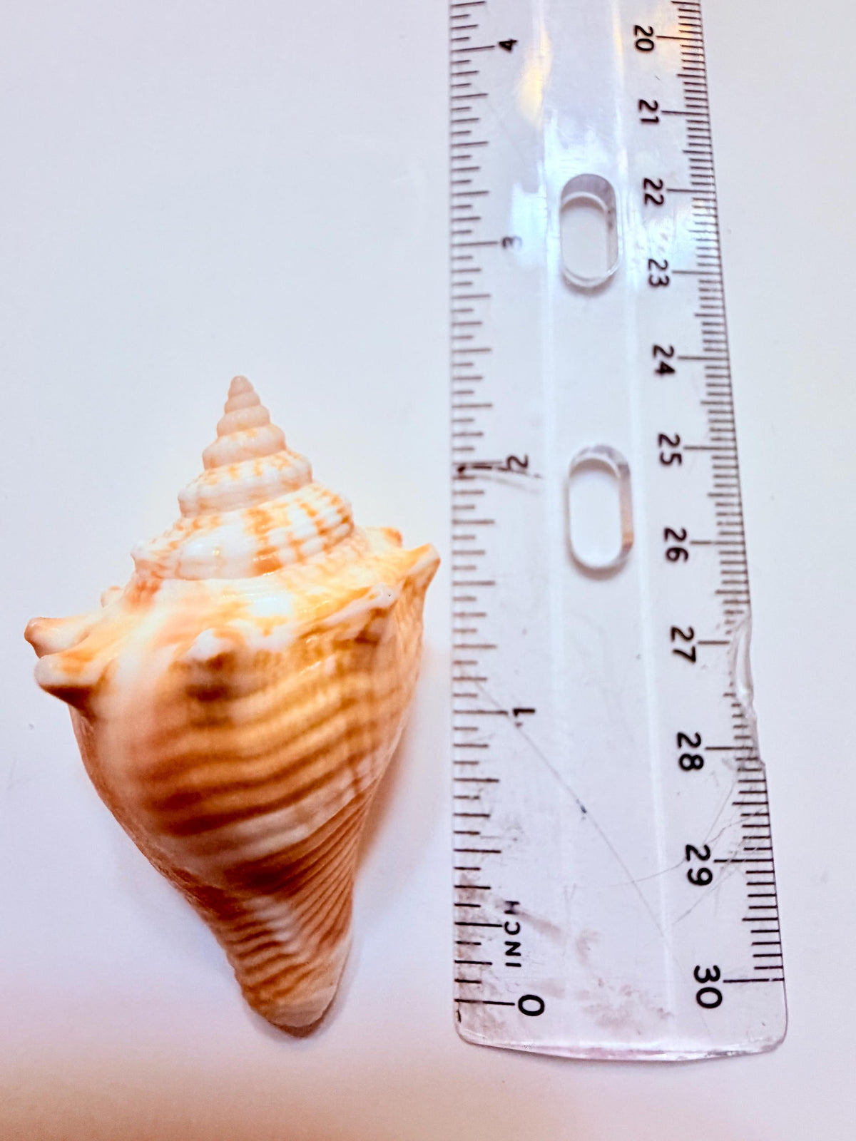 12 Natural Handpicked Florida Fighting Conch Seashells