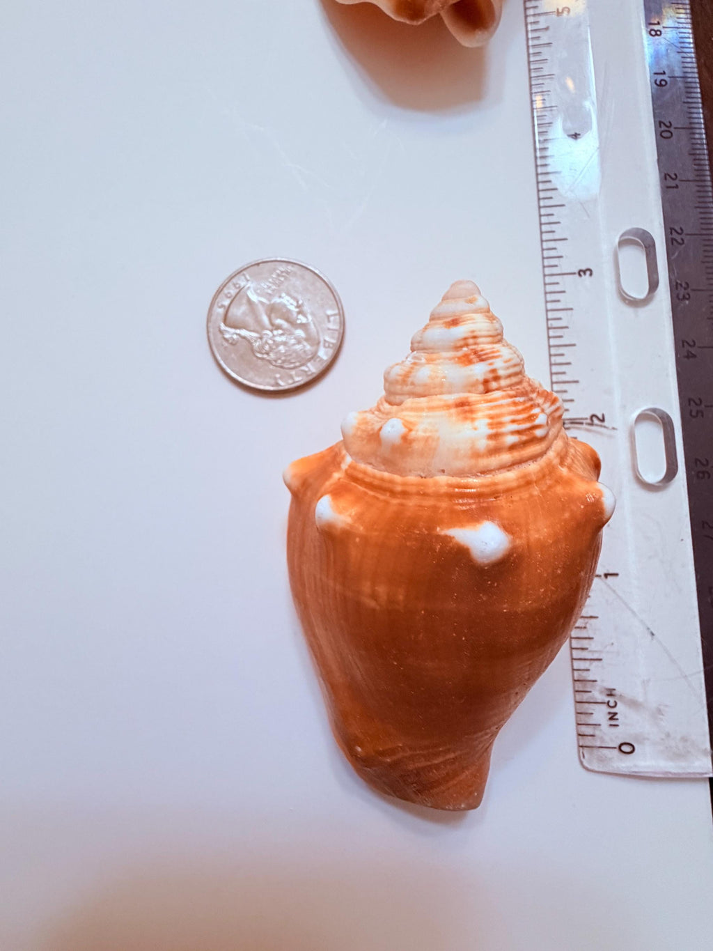 12 Natural Handpicked Florida Fighting Conch Seashells