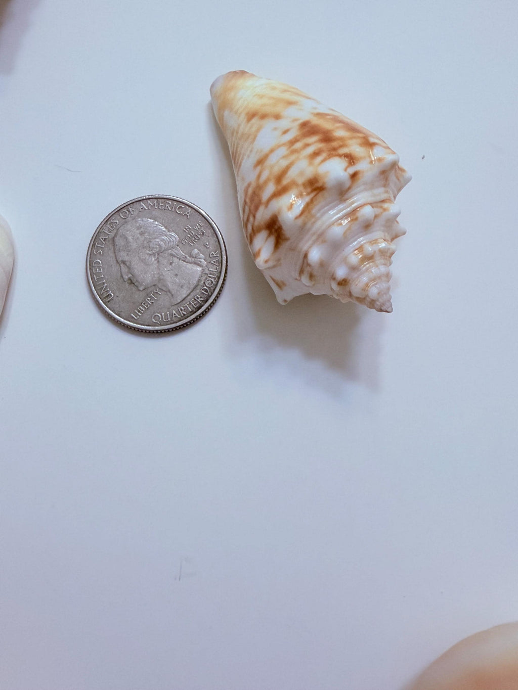24 Natural Florida Gulf Coast Seashells Sanibel And Honeymoon Island Collection