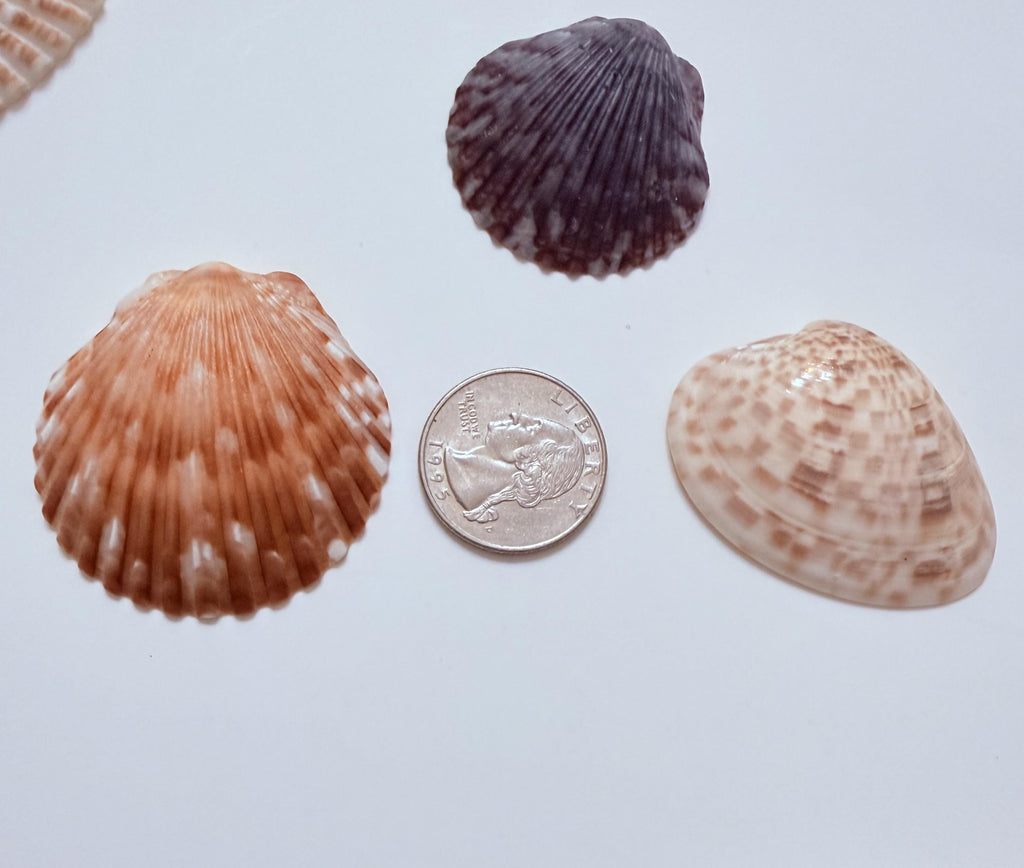 24 Natural Florida Gulf Coast Seashells Sanibel And Honeymoon Island Collection