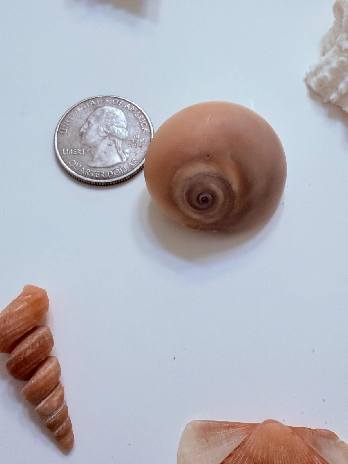 24 Natural Florida Gulf Coast Seashells Sanibel And Honeymoon Island Collection