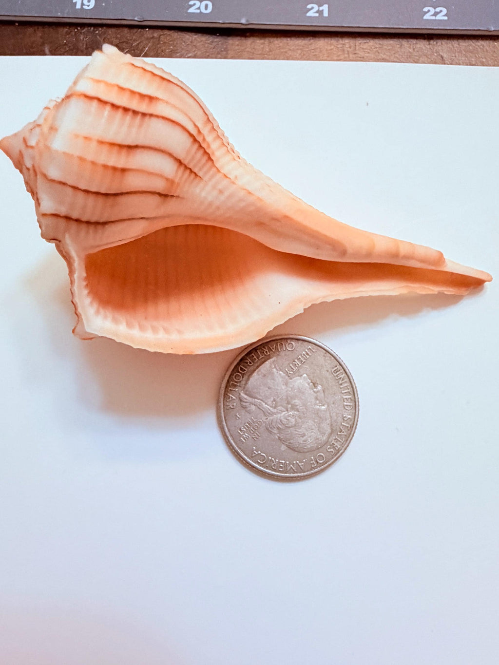 24 Natural Florida Gulf Coast Seashells Sanibel And Honeymoon Island Collection
