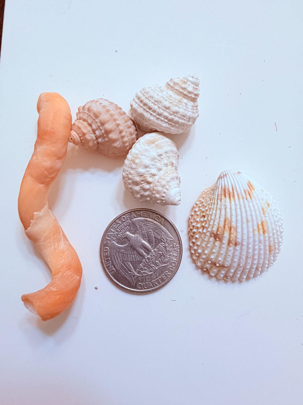 24 Natural Florida Gulf Coast Seashells Sanibel And Honeymoon Island Collection