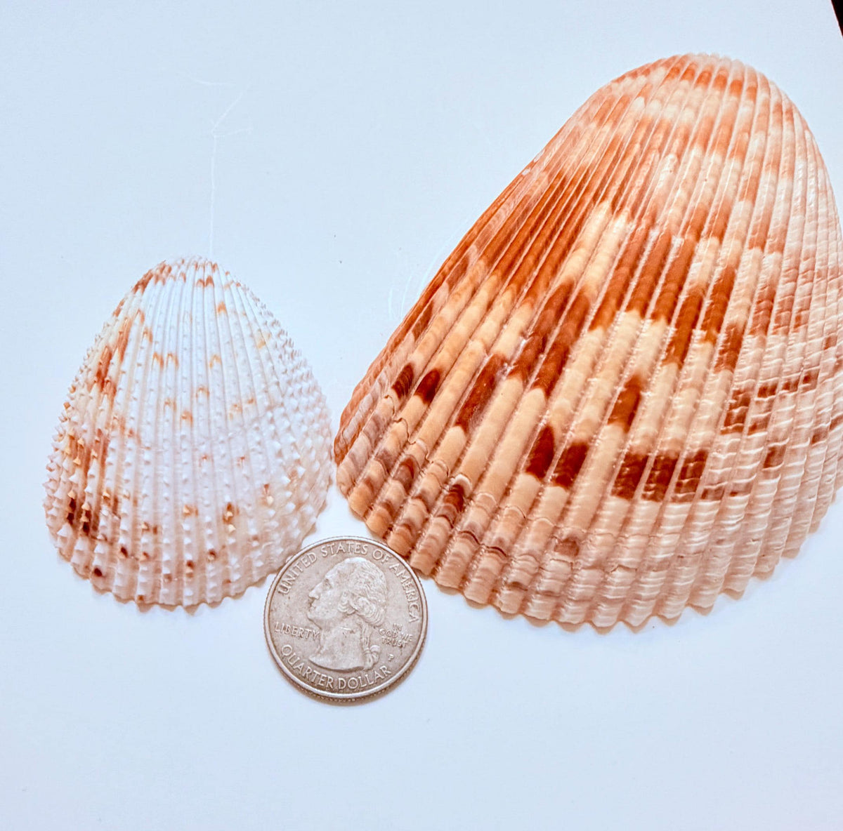 24 Natural Florida Gulf Coast Seashells Sanibel And Honeymoon Island Collection