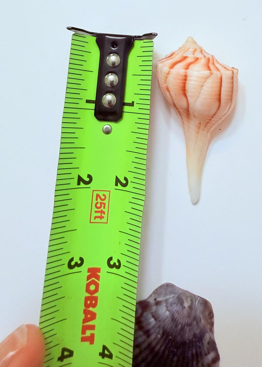 24 Natural Florida Gulf Coast Seashells Sanibel And Honeymoon Island Collection