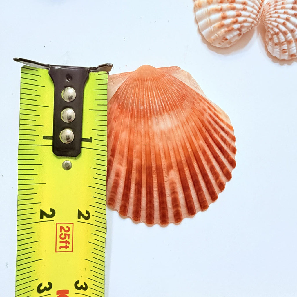 24 Natural Florida Gulf Coast Seashells Sanibel And Honeymoon Island Collection