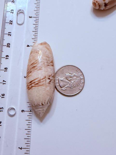 12 Natural Olive Seashells From Sanibel And Marco Islands Florida Gulf Coast