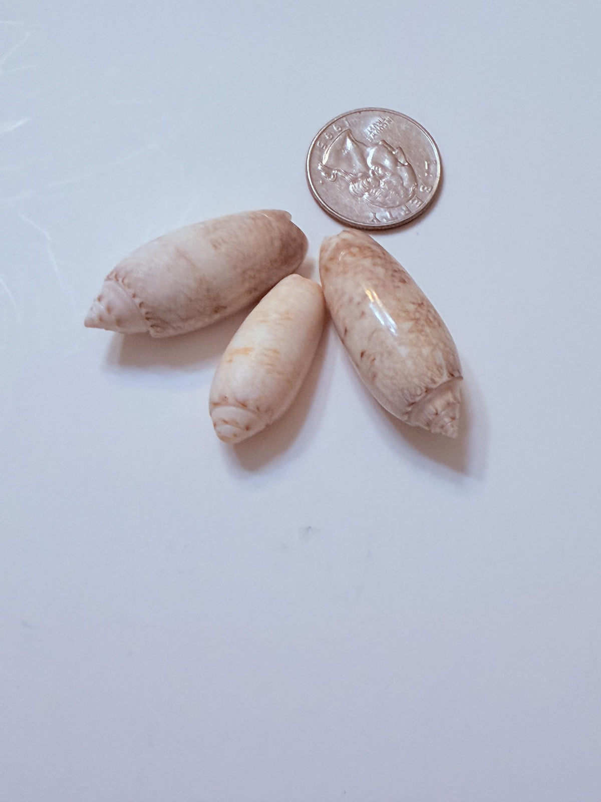 12 Natural Olive Seashells From Sanibel And Marco Islands Florida Gulf Coast