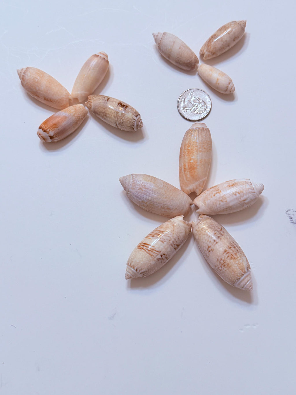 12 Natural Olive Seashells From Sanibel And Marco Islands Florida Gulf Coast