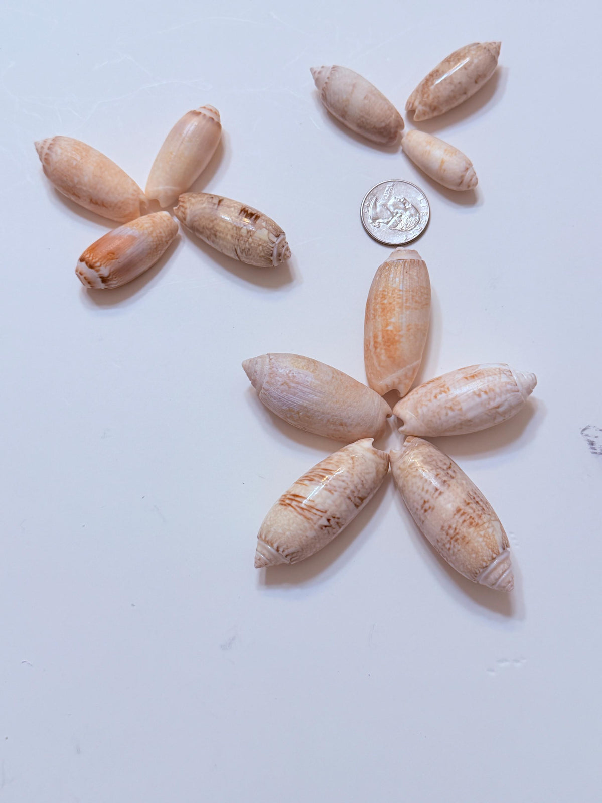 12 Natural Olive Seashells From Sanibel And Marco Islands Florida Gulf Coast