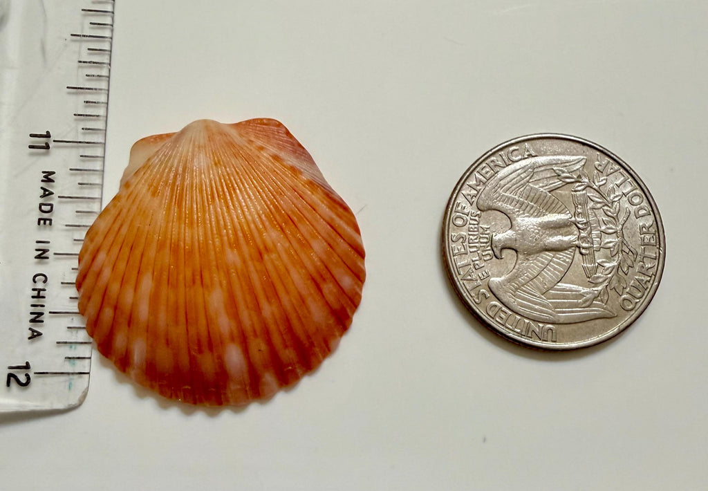 Florida Gulf Coast Calico Scallop Shells 20 Natural Handpicked Seashells