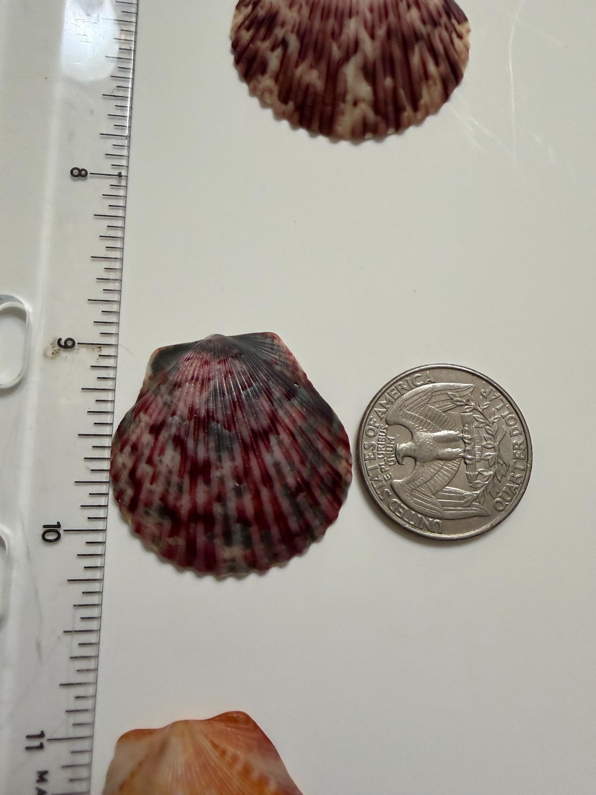 Florida Gulf Coast Calico Scallop Shells 20 Natural Handpicked Seashells
