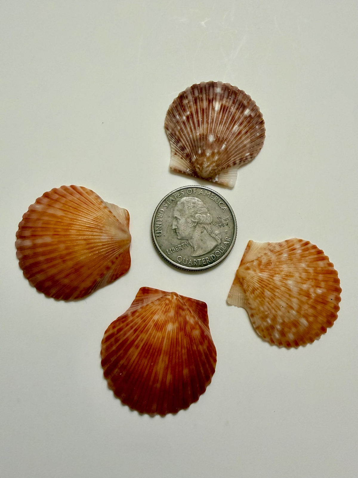Florida Gulf Coast Calico Scallop Shells 20 Natural Handpicked Seashells