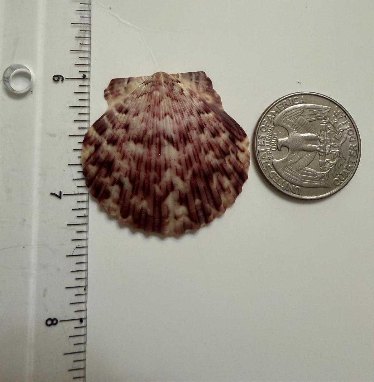 Florida Gulf Coast Calico Scallop Shells 20 Natural Handpicked Seashells
