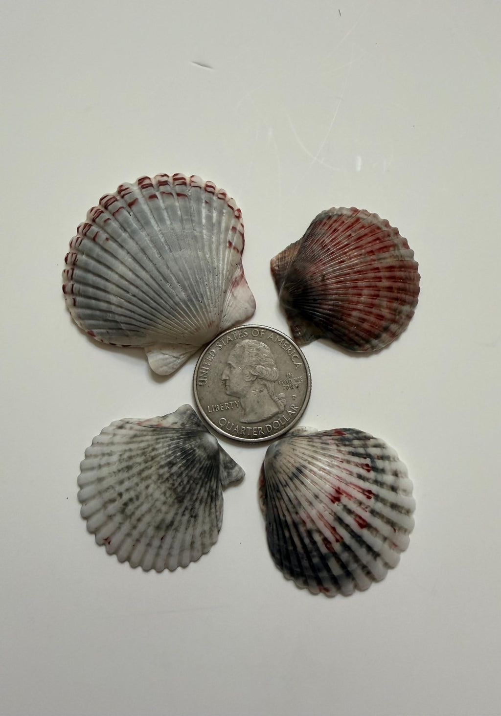 Florida Gulf Coast Calico Scallop Shells 20 Natural Handpicked Seashells