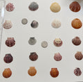 Florida Gulf Coast Calico Scallop Shells 20 Natural Handpicked Seashells