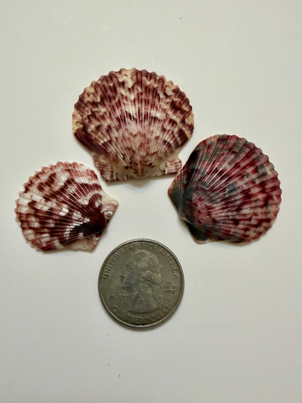 Florida Gulf Coast Calico Scallop Shells 20 Natural Handpicked Seashells