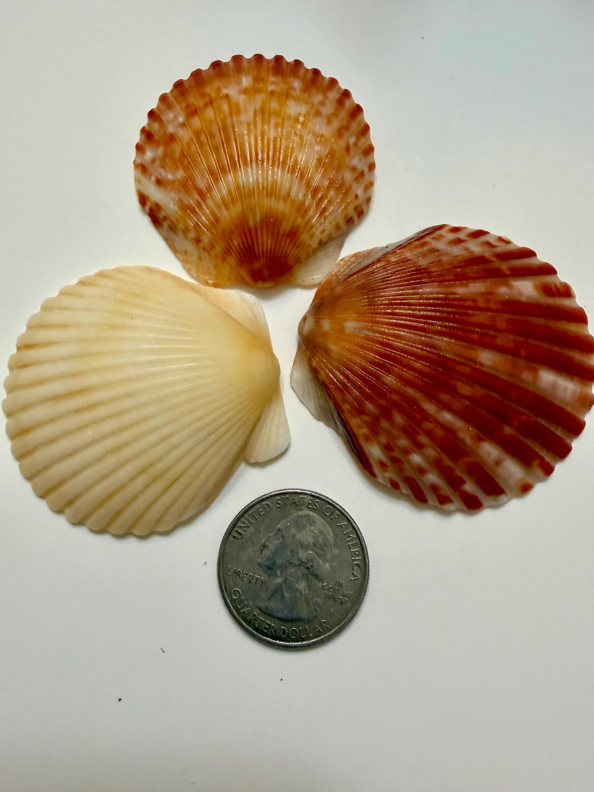 Florida Gulf Coast Calico Scallop Shells 20 Natural Handpicked Seashells