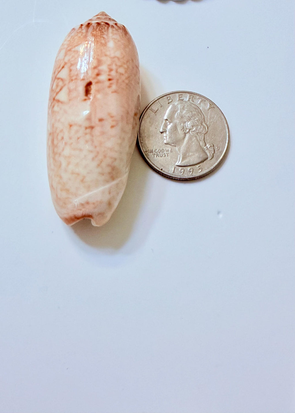 24 Natural Florida Gulf Coast Seashell Collection From Sanibel And Honeymoon Island