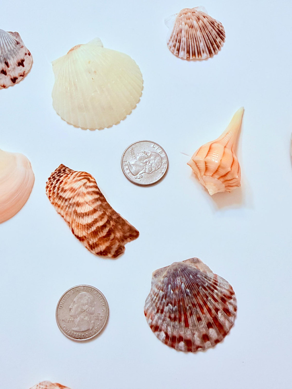 24 Natural Florida Gulf Coast Seashell Collection From Sanibel And Honeymoon Island