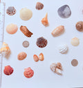 24 Natural Florida Gulf Coast Seashell Collection From Sanibel And Honeymoon Island