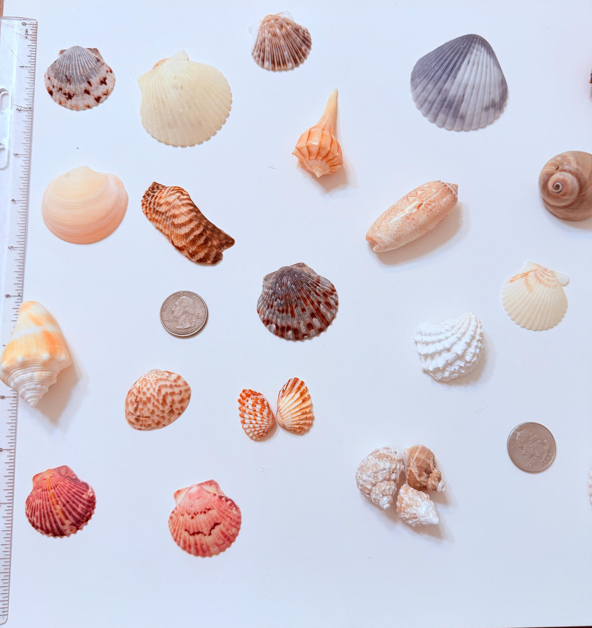 24 Natural Florida Gulf Coast Seashell Collection From Sanibel And Honeymoon Island