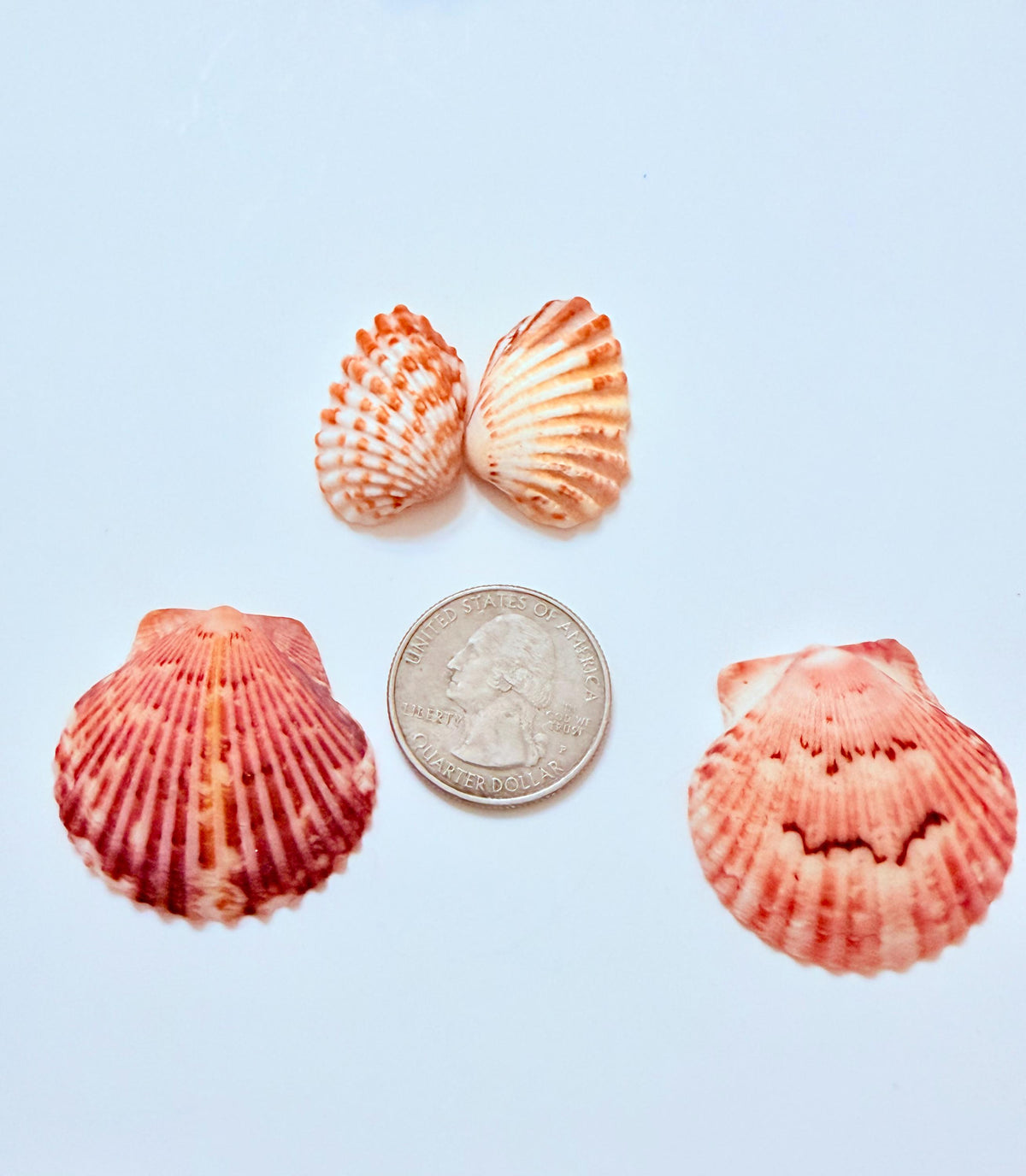 24 Natural Florida Gulf Coast Seashell Collection From Sanibel And Honeymoon Island