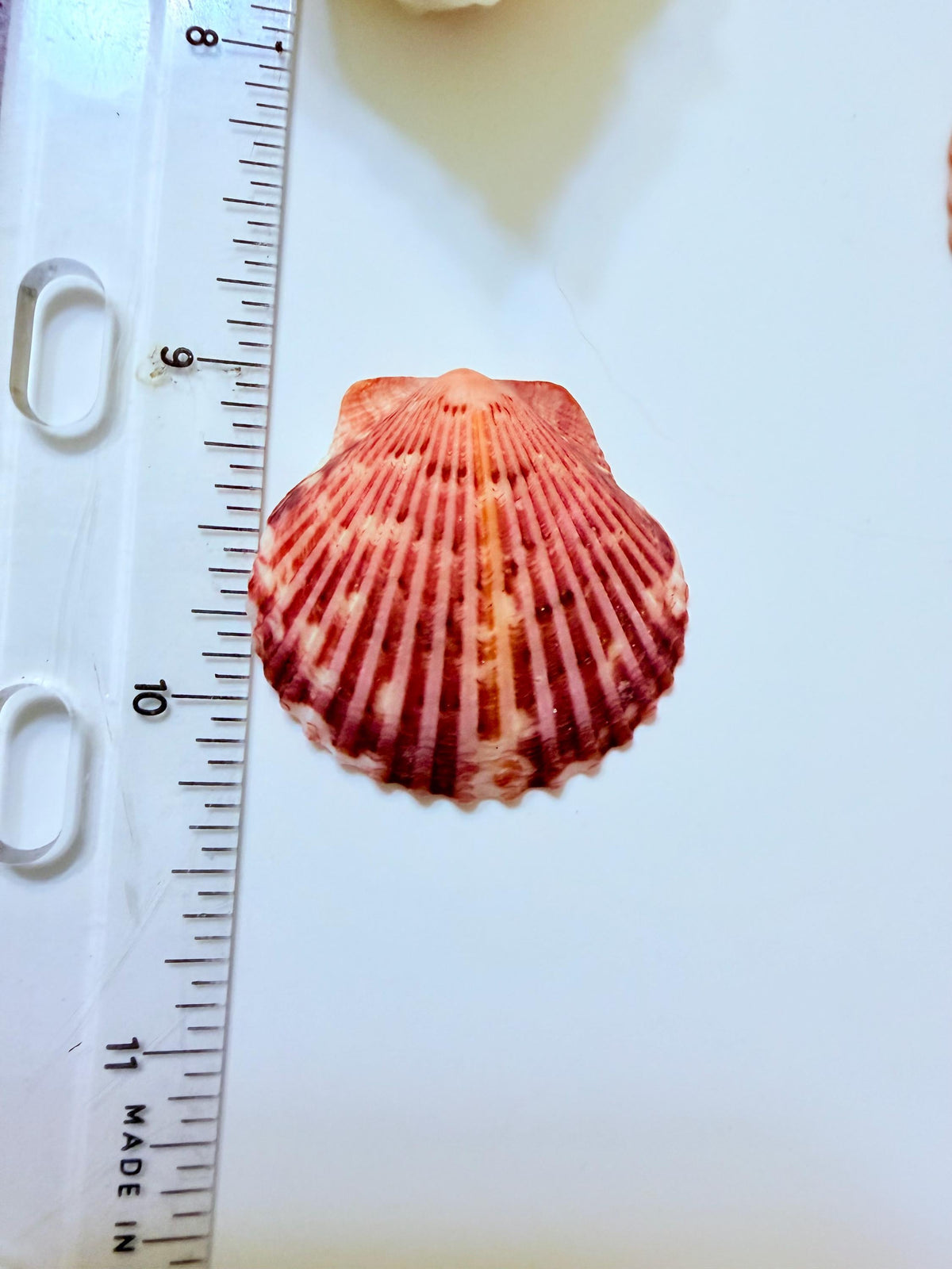 24 Natural Florida Gulf Coast Seashell Collection From Sanibel And Honeymoon Island