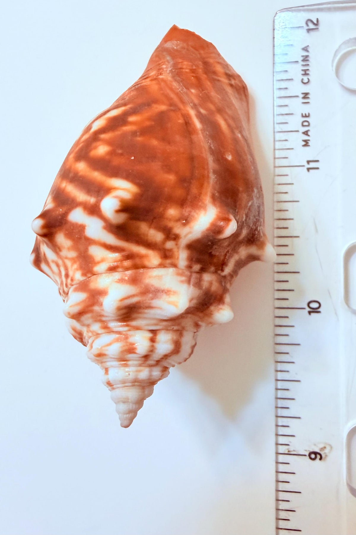 24 Natural Florida Gulf Coast Seashell Collection From Sanibel And Honeymoon Island