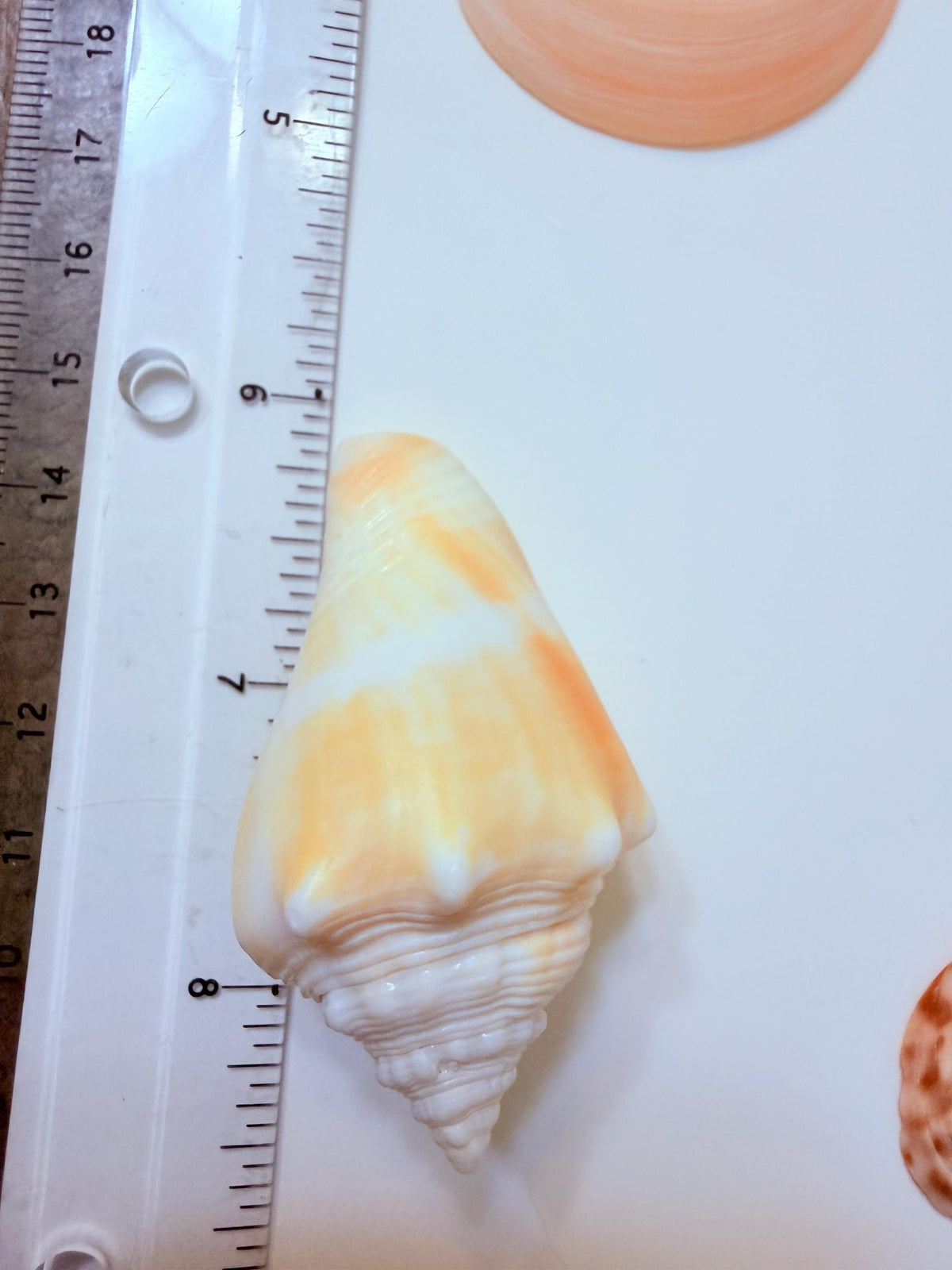 24 Natural Florida Gulf Coast Seashell Collection From Sanibel And Honeymoon Island